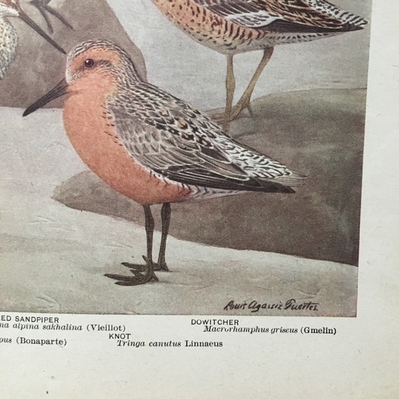 Antique Ornithological Bird Print Original beach birds - Picture 7 of 10